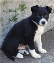 Click for large image