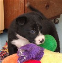 Click for large image