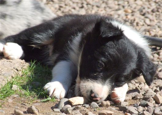 Click for large image