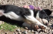 Click for large image