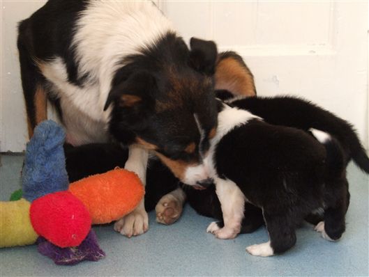 Click for large image