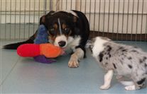 Click for large image