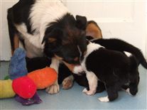 Click for large image