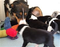 Click for large image