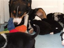 Click for large image