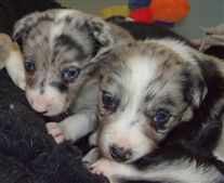 Click for large image