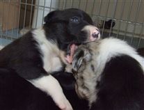 Click for large image