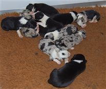 Click for large image