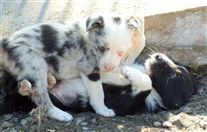 Click for large image