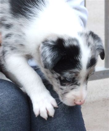 Click for large image