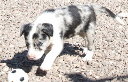 Click for large image