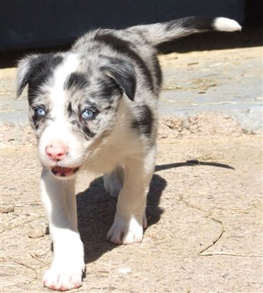 Click for large image