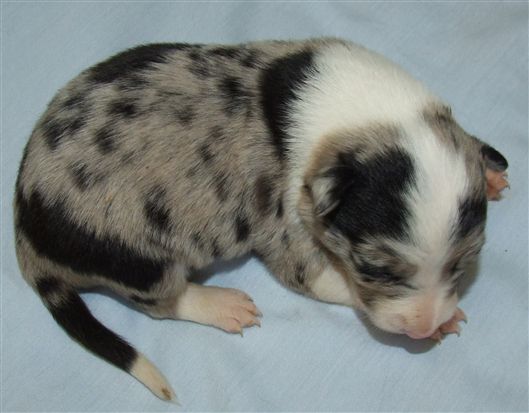 Click for large image