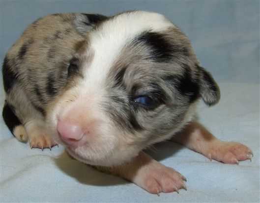 Click for large image