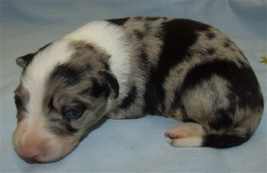 Click for large image