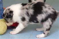 Click for large image