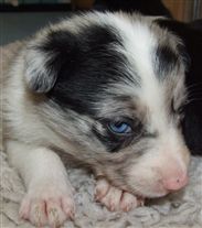 Click for large image