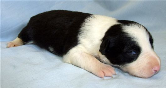 Click for large image