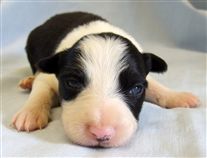 Click for large image