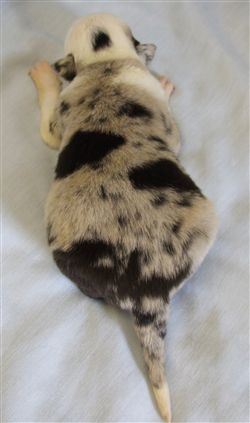 Click for large image