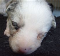 Click for large image