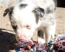 Click for large image