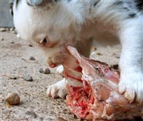 Click for large image