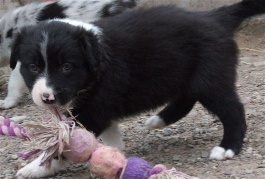 Click for large image