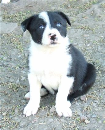 Click for large image