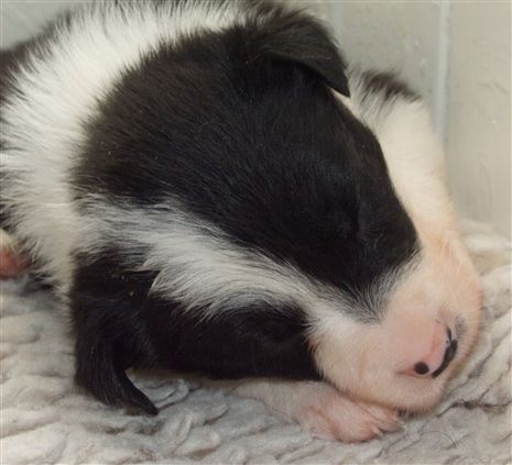 Click for large image