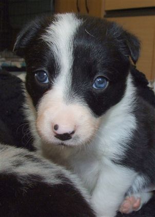 Click for large image