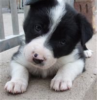 Click for large image