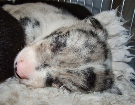 Click for large image