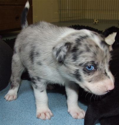 Click for large image