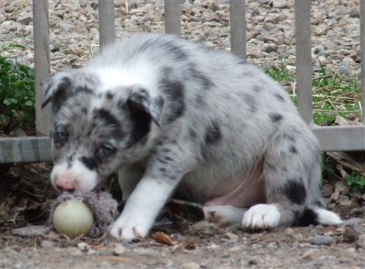 Click for large image