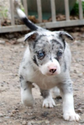 Click for large image