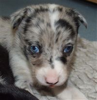 Click for large image