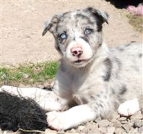 Click for large image