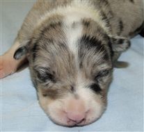 Click for large image