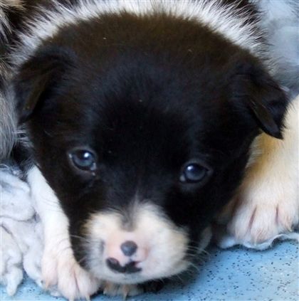 Click for large image