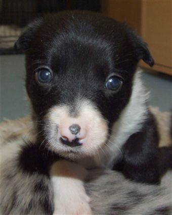 Click for large image