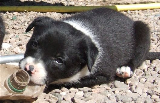 Click for large image