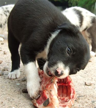 Click for large image