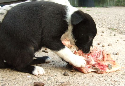 Click for large image