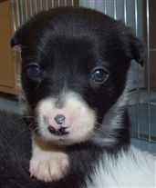 Click for large image