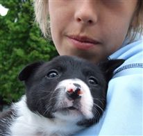 Click for large image