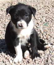 Click for large image