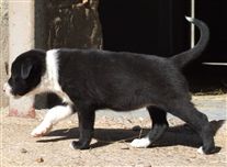 Click for large image