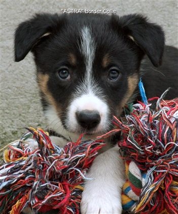 Click for large image