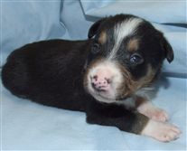 Click for large image